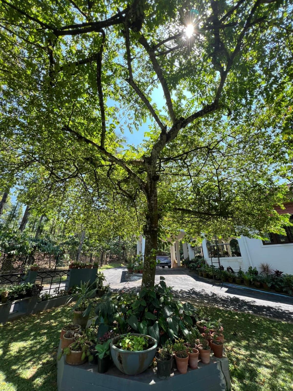 Emerald Castle Villa Madikeri Ngoại thất bức ảnh